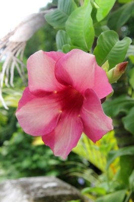 A tropical flower that was blooming at St. Marks.