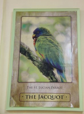 Poster in Caribelle Batik of the St. Lucian Parrot called a Jacquot.