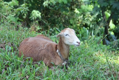 A contented-looking lamb that we passed along the road in Tobago.