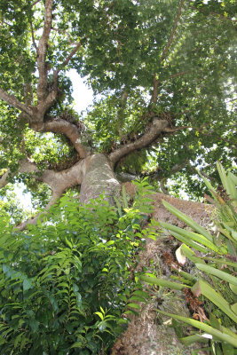 Looking up at an ancient Kapok tree (also known as a Ceiba pentandra tree).