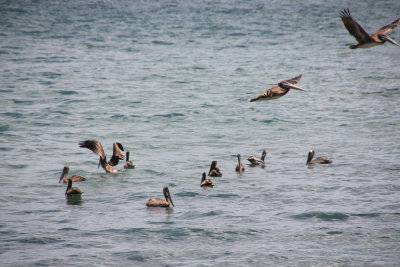 Pelicans landing in Catara Bay.
