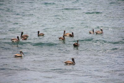 Pelicans flourishing in Tobago's pristine waters.