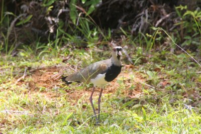 A Southern Lapwing in the Main Ridge Forest. The head is particularly striking with grey with a black forehead and throat patch.