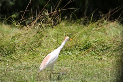 This male egret is another beautiful bird that we spotted in the Main Ridge Forest.