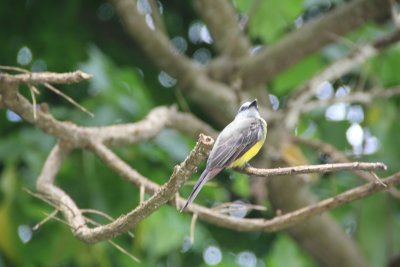 A Tropical Kingbird in the forest. They are tyrant flycatchers that observe their prey from a high open perch, usually a tree.