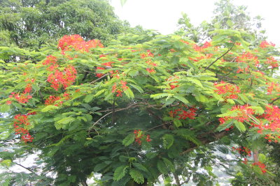 This Flamboyant Tree was in bloom at Caribelle Batik.