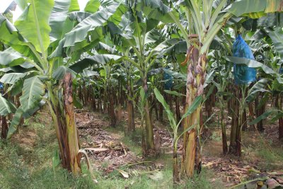 Sugar cane plants, which are grown to make molasses, one of the ingredients required to produce rum.