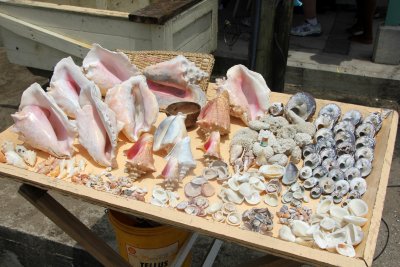 An assortment of shells were for sale.