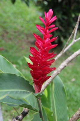 A Red Ginger flower at Caribelle Batik.