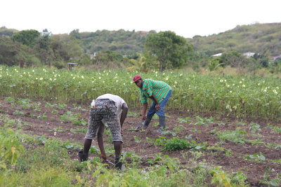 Field workers planting spring crops in Antigua.