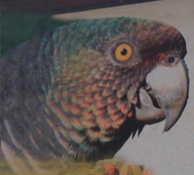 An enlargement of the parrot on the park entrance sign. Parrots are indigenous to Dominica's rain forests.