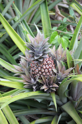 A young pineapple ripening on the vine.