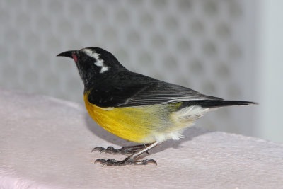 When we stopped for lunch, this Bananaquit was scrounging for table scraps.