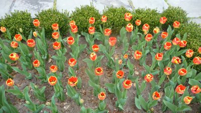 The April tulips were blooming during our visit.
