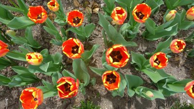 Close-up of the tulips.