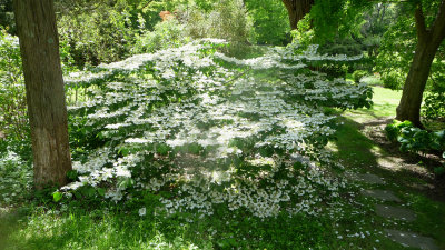 Much of the shrubbery was blooming since it was May.