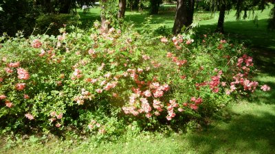 While the rhododendrons were peaking, the azaleas were past their peak.