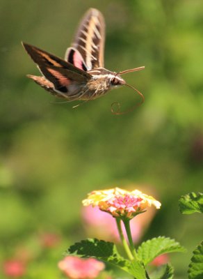 Hummingbird Moth