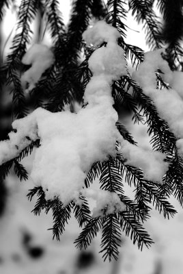 DSC_0568.JPG