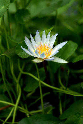 DSC_4014a.jpg