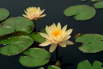 DSC_4072a.jpg