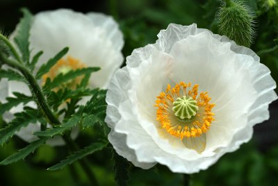 DSC_3925a.jpg