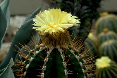 DSC_4058a.jpg