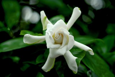 DSC_4104a.jpg