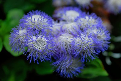 DSC_4148a.jpg