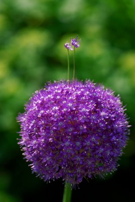 DSC_3921a.jpg