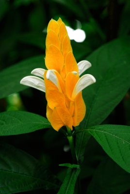 DSC_3981a.jpg