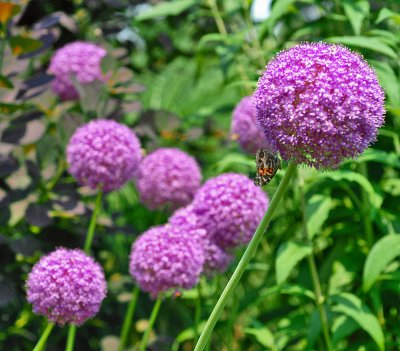 DSC_3916a.jpg