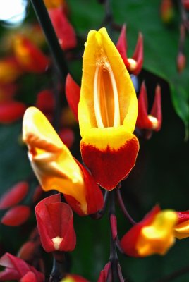 DSC_4019a.jpg