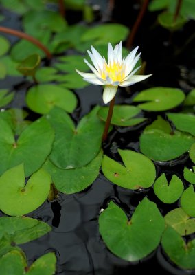 DSC_4016a.jpg