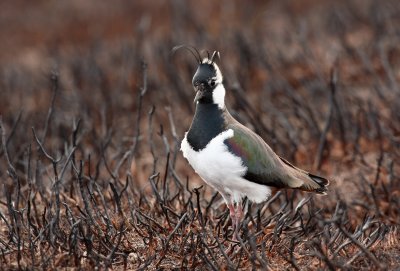 Lapwing (Vanellus vanellus)