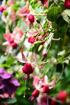 DSC_0752s.jpg