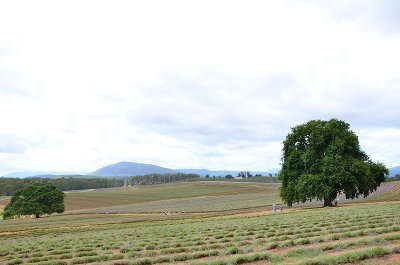 DSC_1103s.jpg