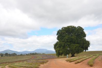 DSC_1105s.jpg
