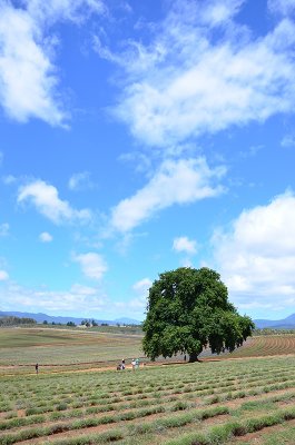 DSC_1227s.jpg