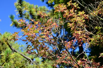 DSC_1462s.jpg