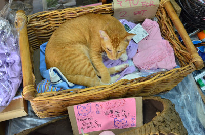DSC_2644.JPG