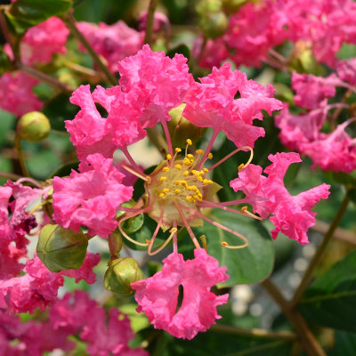 DSC_2649.JPG