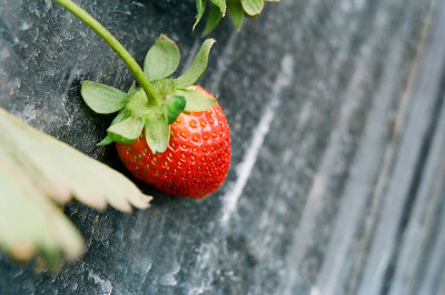 strawberry at litchi farm