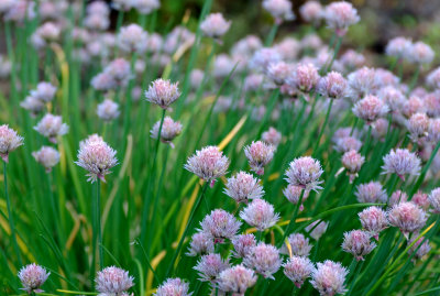Chives blossom