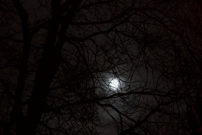 Moon through the trees