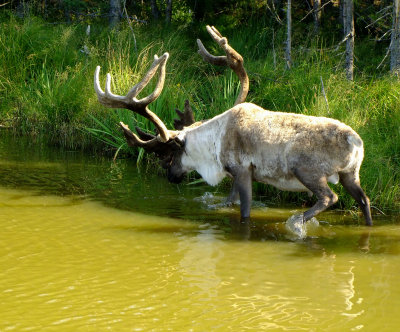 Caribou