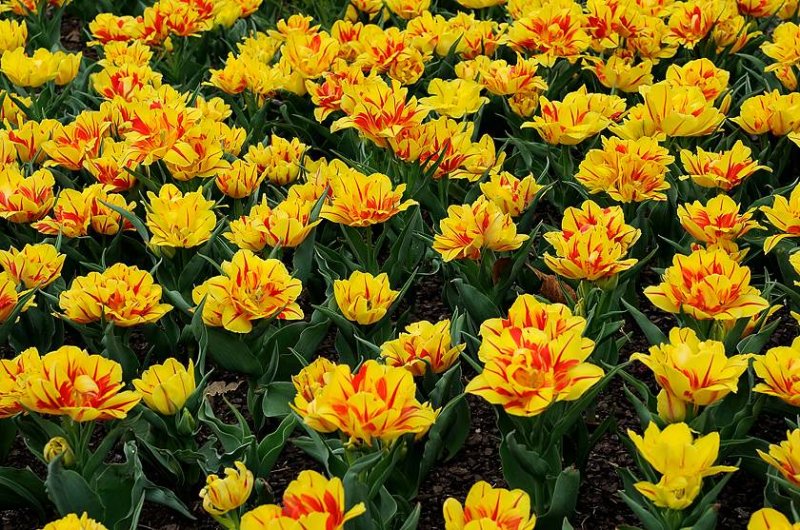 Zoo-_20110408_369_.jpg