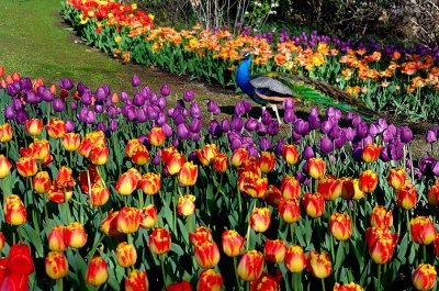 Zoo-_20110413_392_.jpg