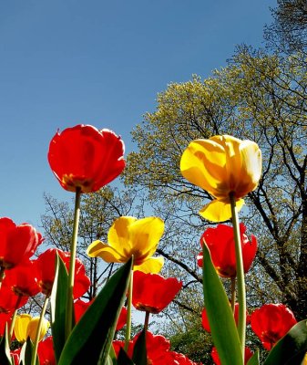 Cincinnati Zoo 2011 Tulip Display