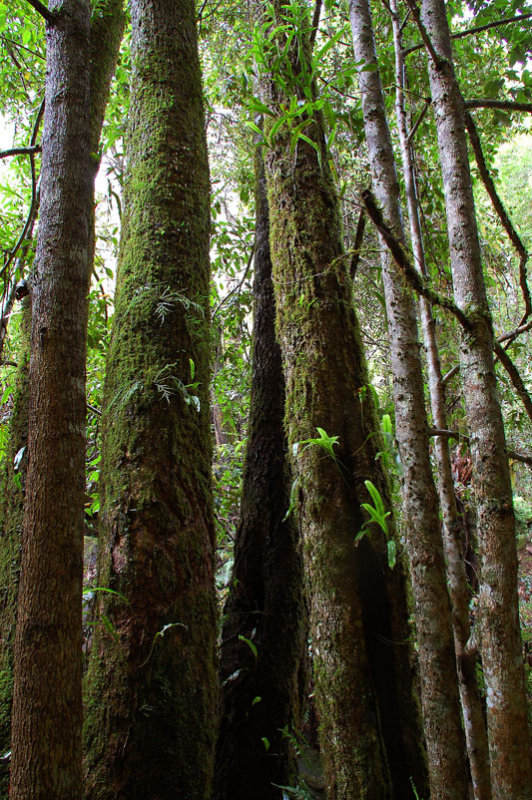 megalong rainforest 4 v.jpg